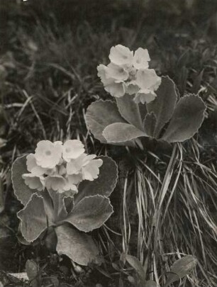 Europa. Aurikel oder Alpenaurikel (Primula auricula)