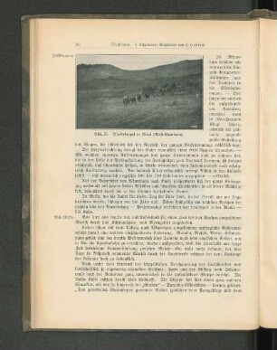 Abb. 25. Pferdekoppel in Kwai (West-Usambara).