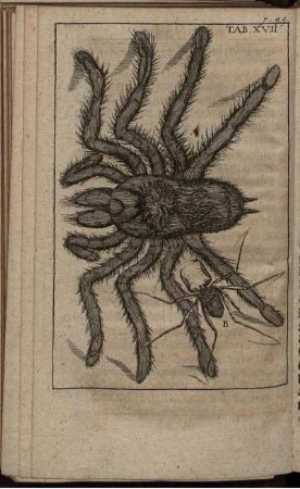 Tab.XVII. [siehe arabische Paginierung]