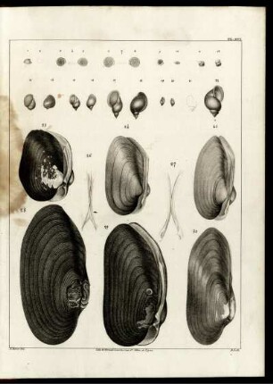 Pl. XVI.