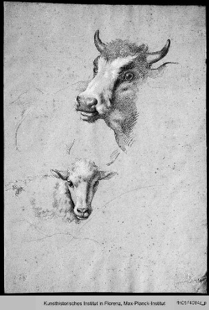 Kuh und Kalb