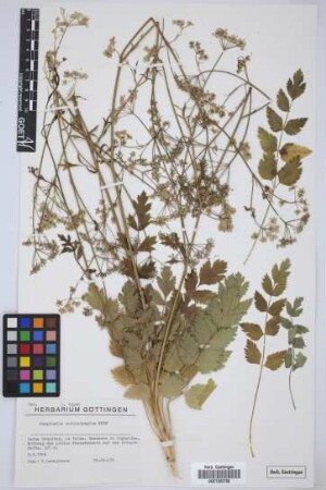 Pimpinella dendrotragium Webb & Berthel.