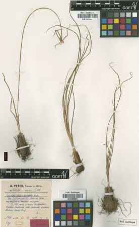 Cyperus submacropus Kük. var. calocephalus Peter ex Kük.[type]