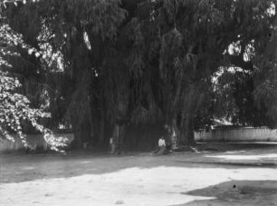 Arbol del Tule : Der sogenannte Arbol del Tule (Baum von Tule).