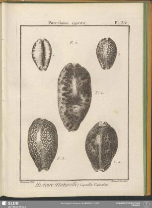Pl. 351. Porcelaine. Cypraea