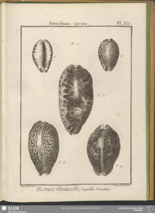 Pl. 351. Porcelaine. Cypraea