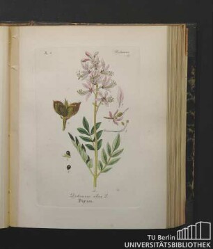 Rutaceae. Dictamnus albus L. Diptam.