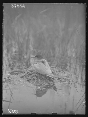 Trauerseeschwalbe : Trauerseeschwalbe (Childonias niger Linnaeus) auf dem Nest brütend.