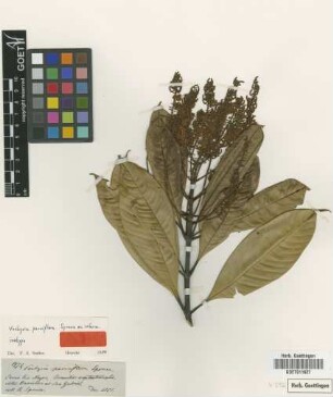 Vochysia parviflora Spruce ex Warm. [isotype]