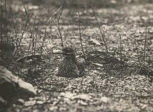 Triel (Burhinus oedicnemus L.), brütend. Oberau bei Meißen