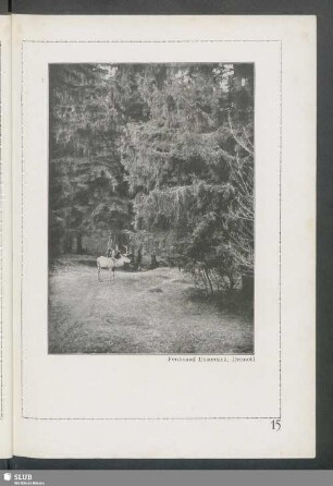 Rotwild im Teutoburger Wald