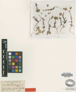 Valerianella glomerata Boiss. & Balansa [type]