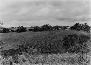 Landwirtschaftliche Anbaufläche : Vermutlich von den Europäern angelegte Anbauflächen in hügeliger Landschaft in Tansania