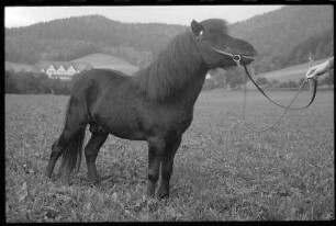 Glotterbad: Shetland Pony, Tochter Wiards
