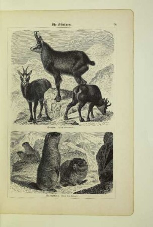Murmeltiere