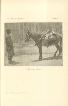 Tavola XXI. Il mio cavallo batacco