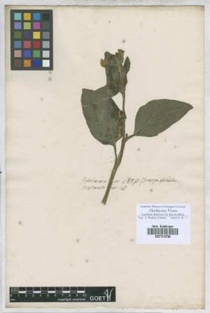Nicotiana