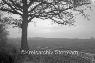 Pöhlser Wohld: Feld mit Fahrspur: links Baum und Büsche: im Hintergrund Bäume
