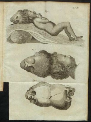 Tab. III. Fig. 1. - Fig. 2.