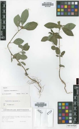 Euphorbia maculata L.