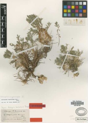 Astracantha cryptocarpos (DC.) Zarre [syntype]