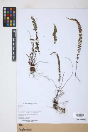 Asplenium L.