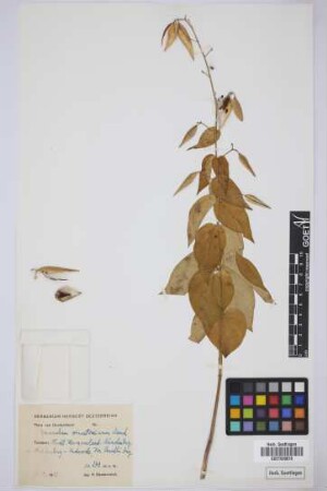 Cynanchum vincetoxicum Moench