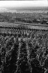 Batzenberg: Weinberg von oben