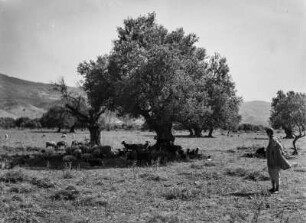 Ziegenherde : Eine Ziegenherde weidet im Schatten von Olivenbäumen.
