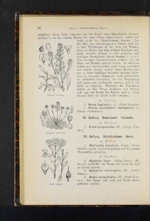 24. Gattung. Schleifenblume. Iberis.