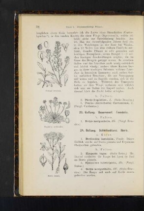 24. Gattung. Schleifenblume. Iberis.