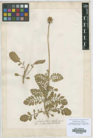 Scabiosa