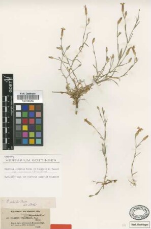 Dianthus sulcatus Boiss. [syntype]