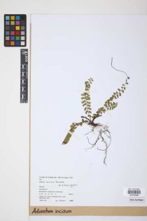 Adiantum incisum Forssk.