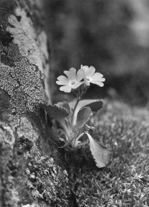 Rote Felsenprimel (Primula hirsuta) oder Behaarte Primel (Primula hirsuta)