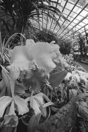 Orchideen im Gewächshaus des Botanischen Gartens