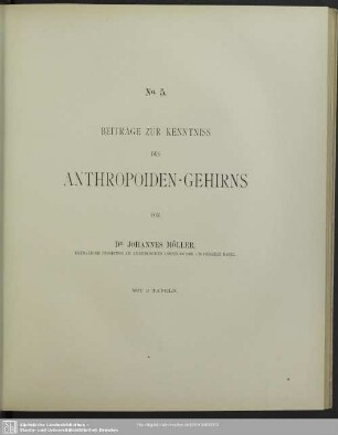 Beiträge zur Kenntniss des Anthropoidengehirns