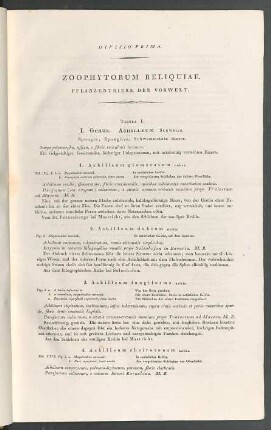 Divisio prima. Zoophytorum Reliquiae.