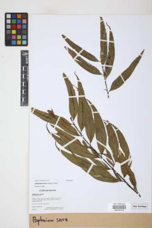 Asplenium serra Langsd. & Fisch.