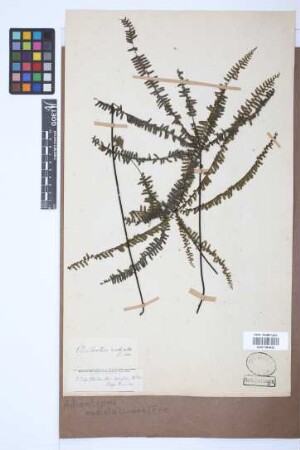 Adiantopsis radiata