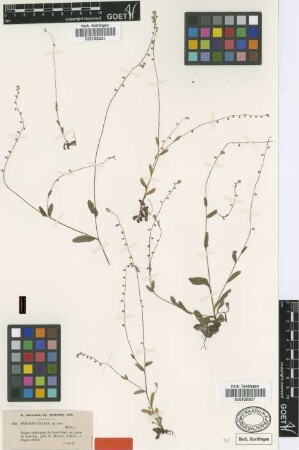 Myosotis uncata Boiss. & Balansa [type]
