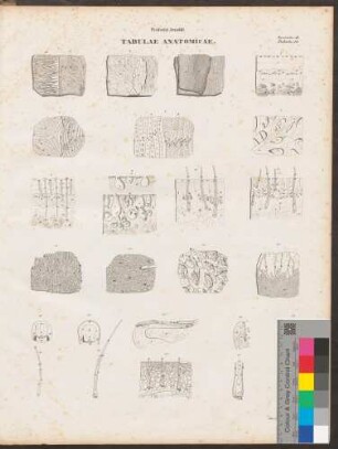Tabula Unidecima (Lineartafel/ Maßstab und Farbkeil)