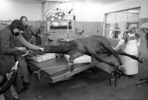 Gescher-Hochmoor, Von-Braun-Straße 10. Tierklinik Hochmoor. Operationssaal. Das Pferd ist an die Narkoseapparatur angeschlossen, welche vom Anaesthesie-Arzt überwacht wird