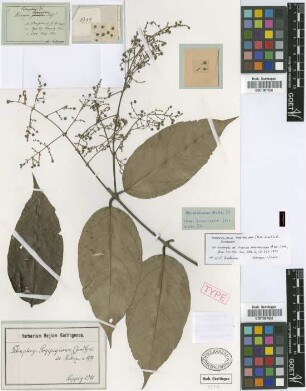 Tetrapterys poeppigiana (A.Juss.) Griseb.