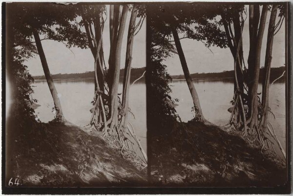 Mangroves d'eau douce sur le Tocantins entre Carolina et Pedro Affonso