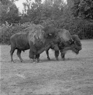 Zootiere. Zwei Bisons im Tierpark Berlin-Friedrichsfelde