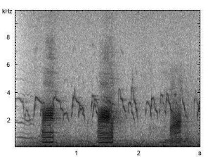 Stockente | Anas platyrhynchos - Ruf