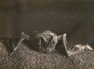 Mopsfledermaus, hinter einem Fensterkissen hervorkriechend