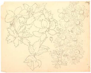 Blumenstudie : Margeriten und andere Blüten, Blattwerk, Knospen