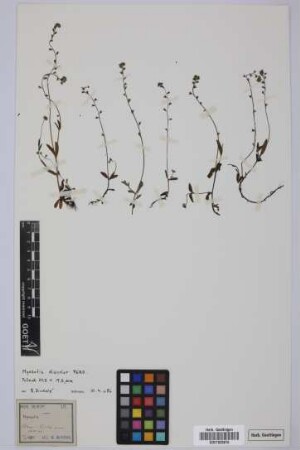 Myosotis